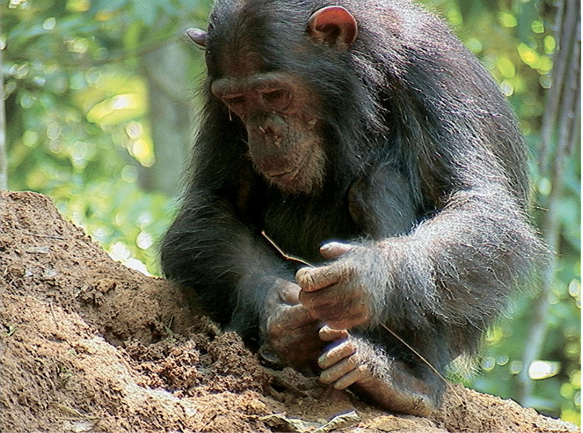 A chimpanzee holding a small twig while looking at a large termite nest.