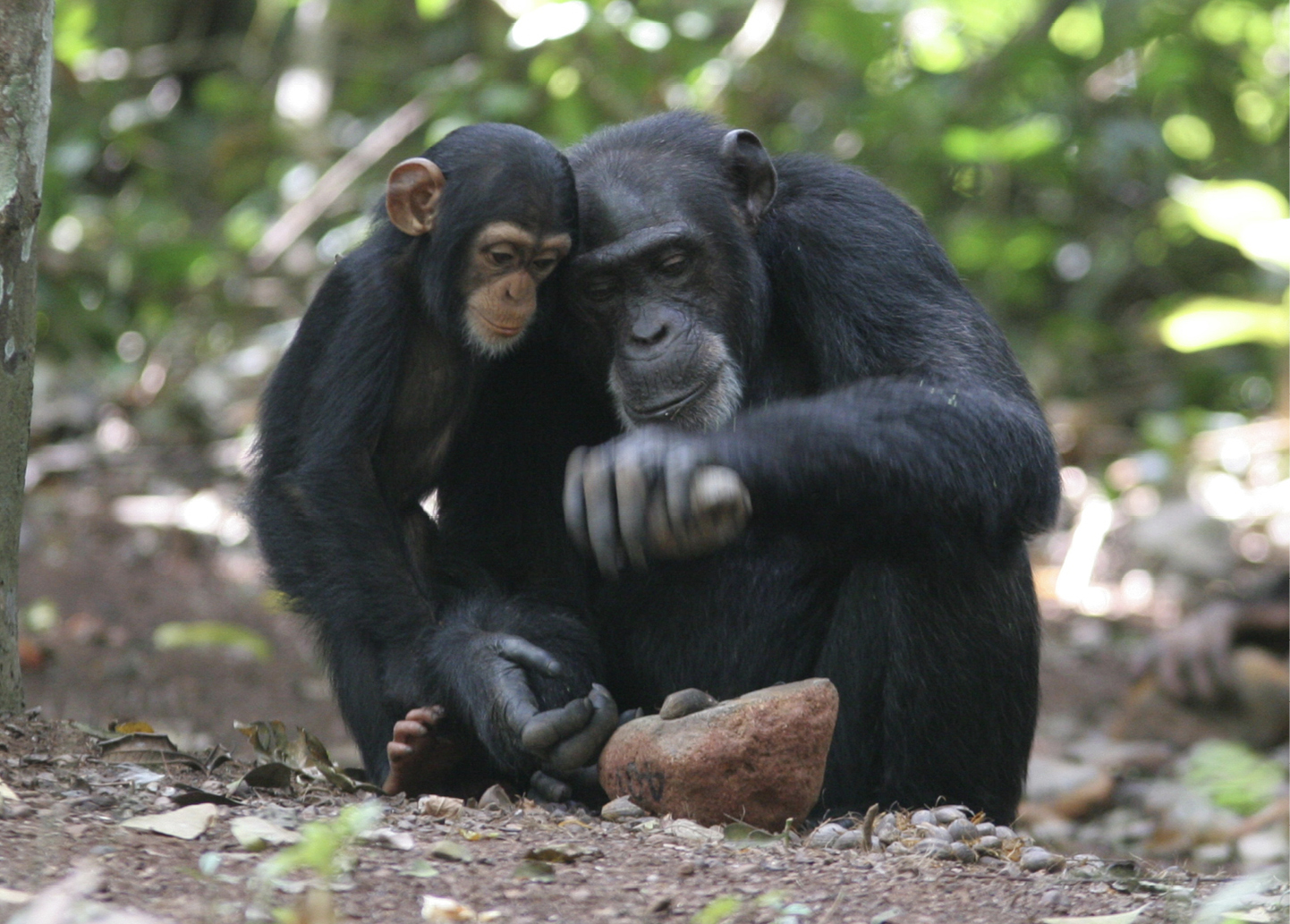 A young chimpanzee watches a mature chimpanzee use a rock as a hammer to crack open a hard-shelled nut.