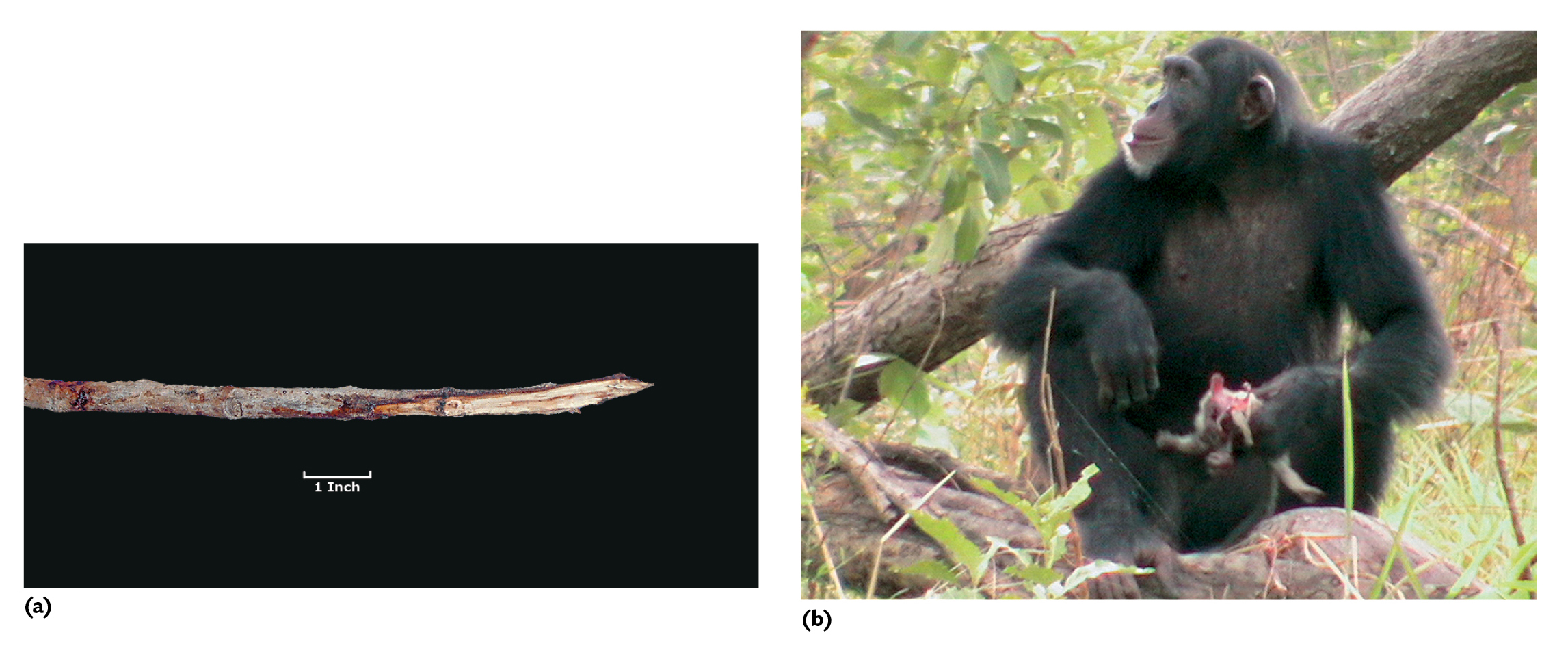 A thin stick chewed into the shape of a spear.; A chimpanzee sitting on a tree branch and holding a half-eaten bushbaby in its hand.