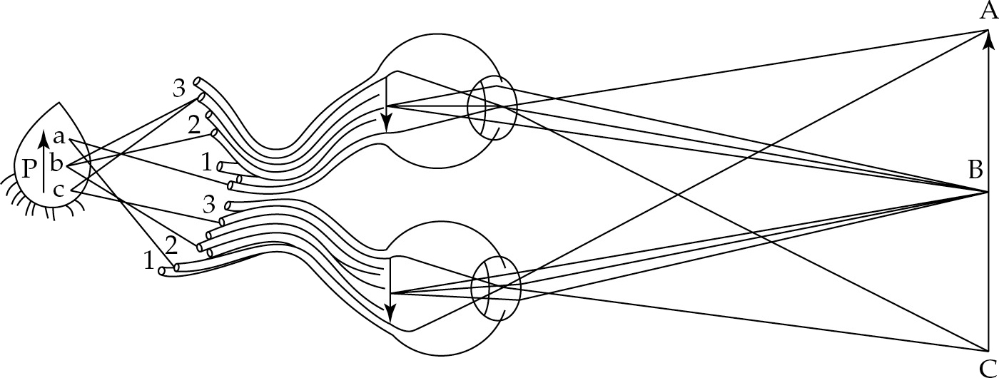 A diagram of how eyes perceive things at different points.