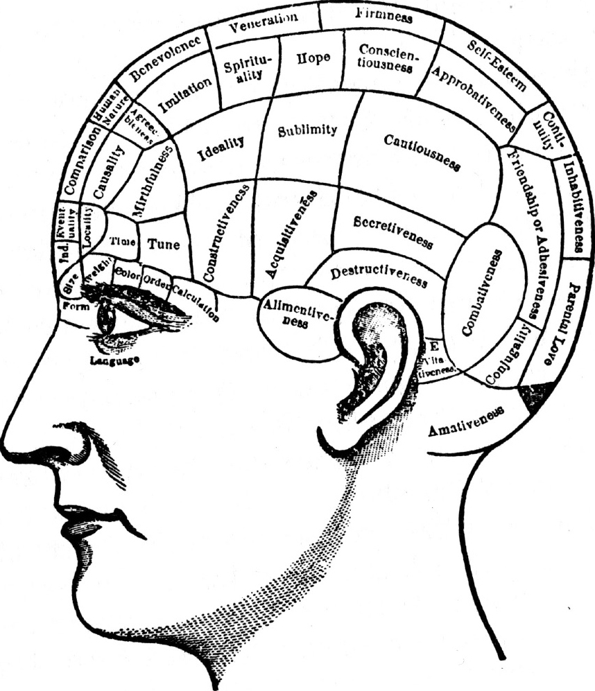 A side view anatomical sketch of a human head.