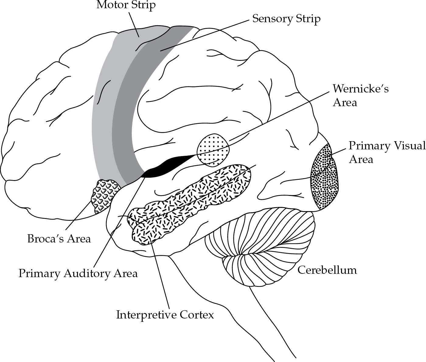 An anatomical diagram of the human brain.