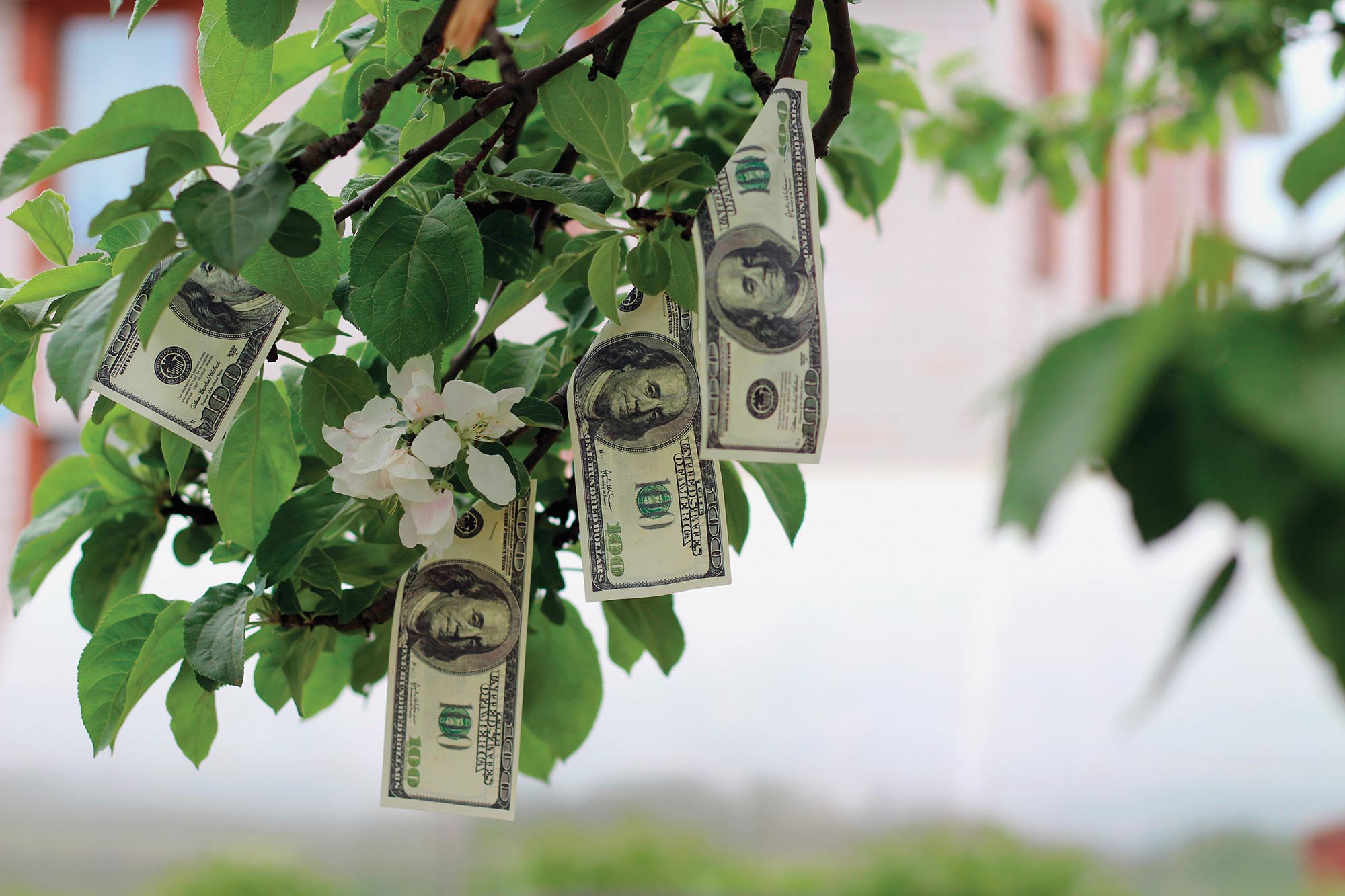 A tree growing hundred dollar bills.