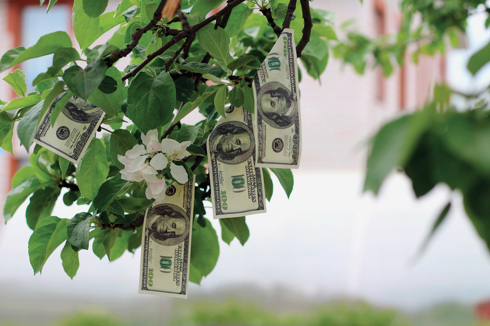 A tree growing hundred dollar bills.
