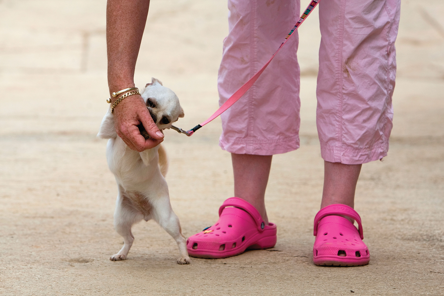 The feet of someone wearing bright pink Crocs and walking a small dog.