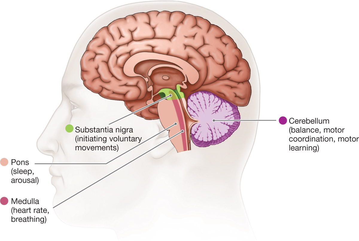 2.2 How Do the Parts of Our Brains Function? - 2 The Role of Biology in  Psychology - Norton Ebook Reader, image size:1200x808