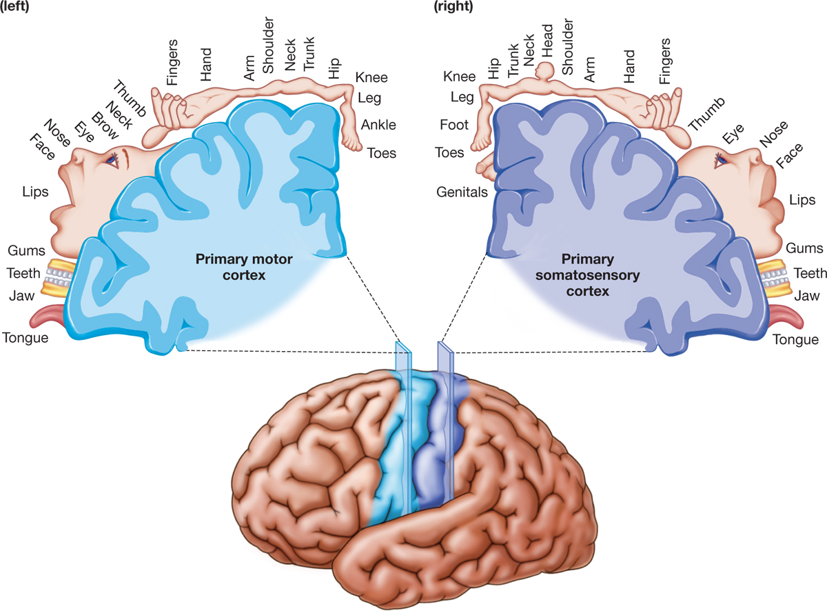 2.2 How Do the Parts of Our Brains Function? - 2 The Role of Biology in  Psychology - Norton Ebook Reader, image size:1200x886