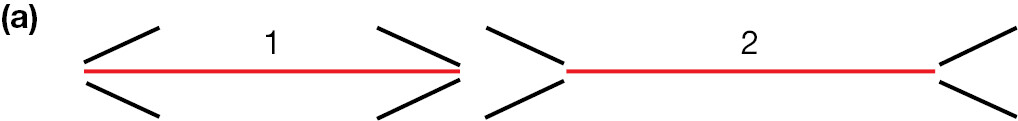 A diagram depicts the Muller-Lyon illusion.