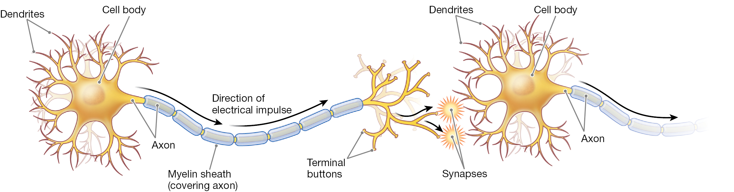 A diagram of the structure of a neuron.