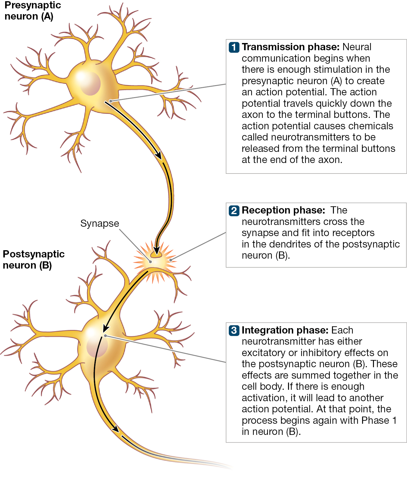 A diagram shows Three phases of Neural Communication.