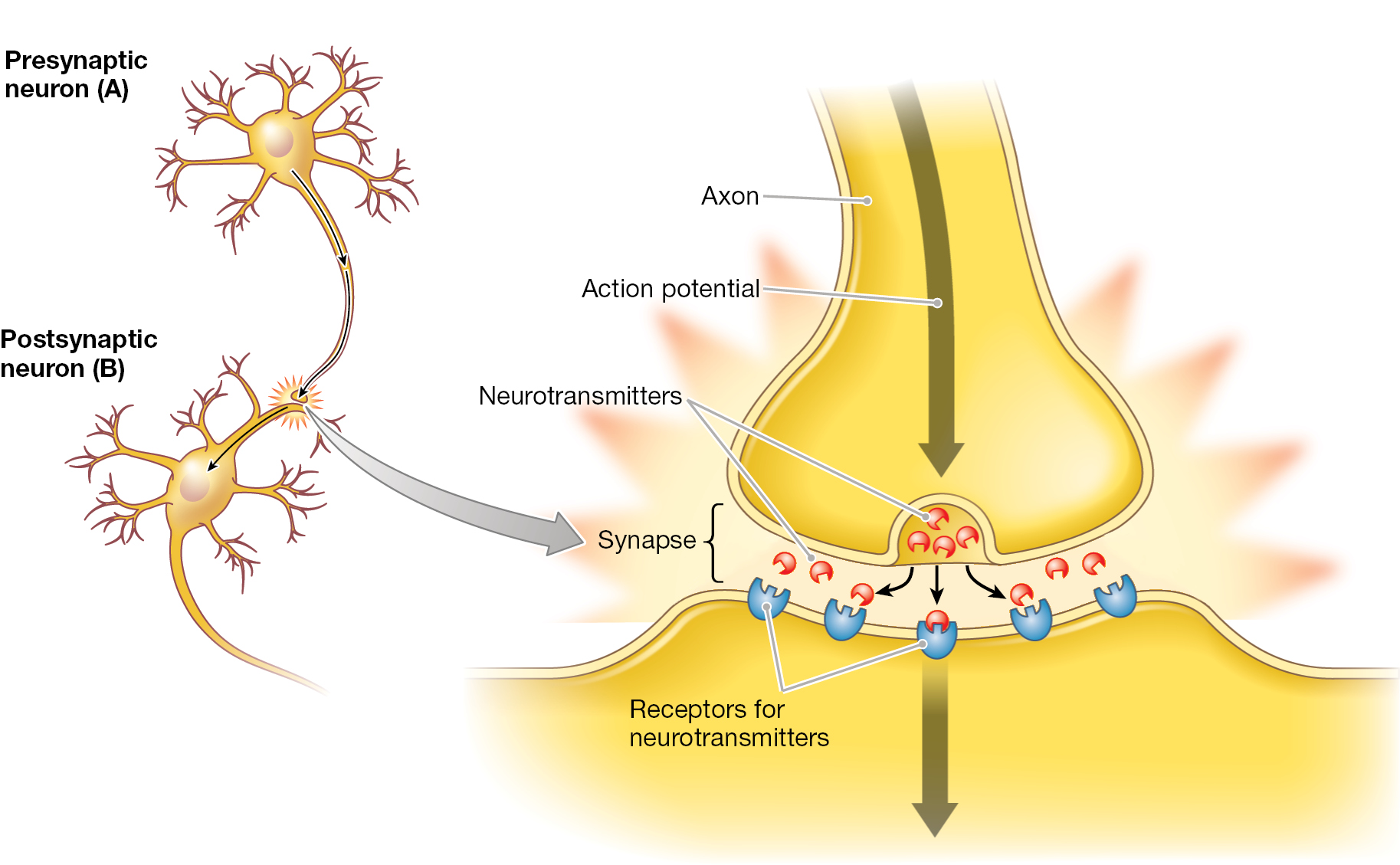 A diagram shows how Neurotransmitters move across the synapse.