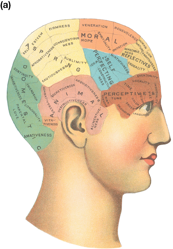 An illustration of a model of a head showing a phrenological map.