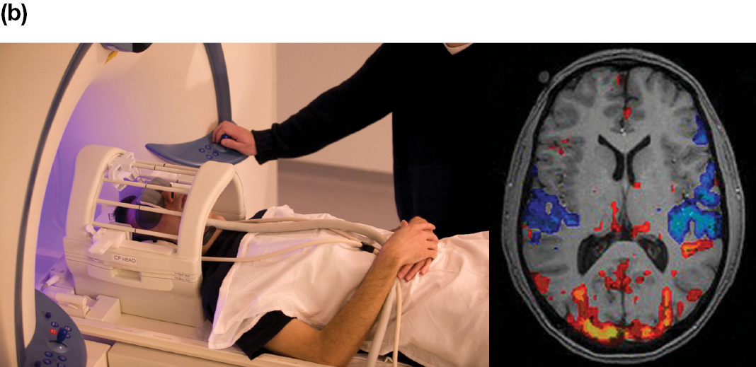 A person lying on his back with his head in a cylindrical machine which provides functional magnetic resonance imagining (f M R I).