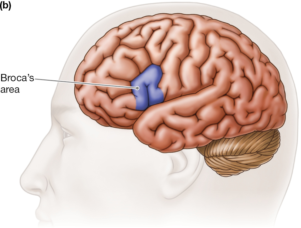 An illustration of a person’s head showing the brain in which Broca’s area is highlighted in blue.