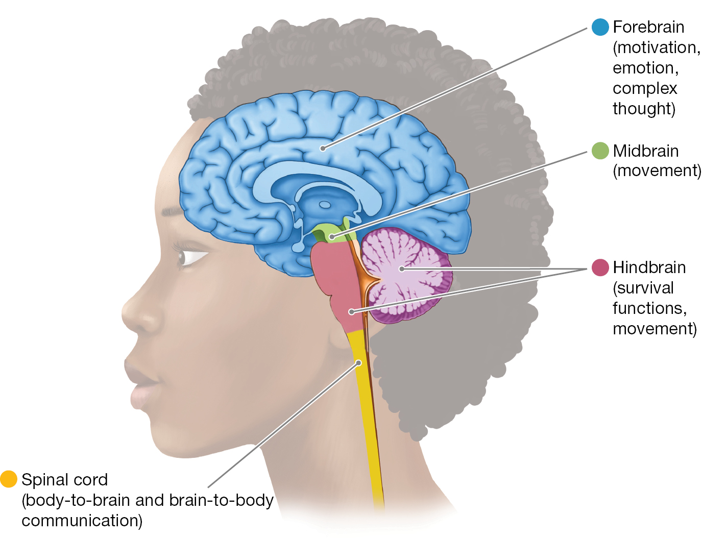 A diagram shows the three main Brain Divisions, the hindbrain, the midbrain, and the forebrain, plus the spinal cord.