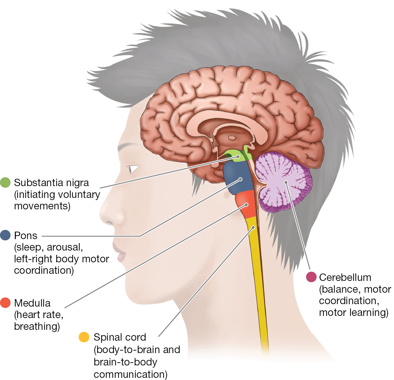A diagram shows the Hindbrain and the Midbrain.
