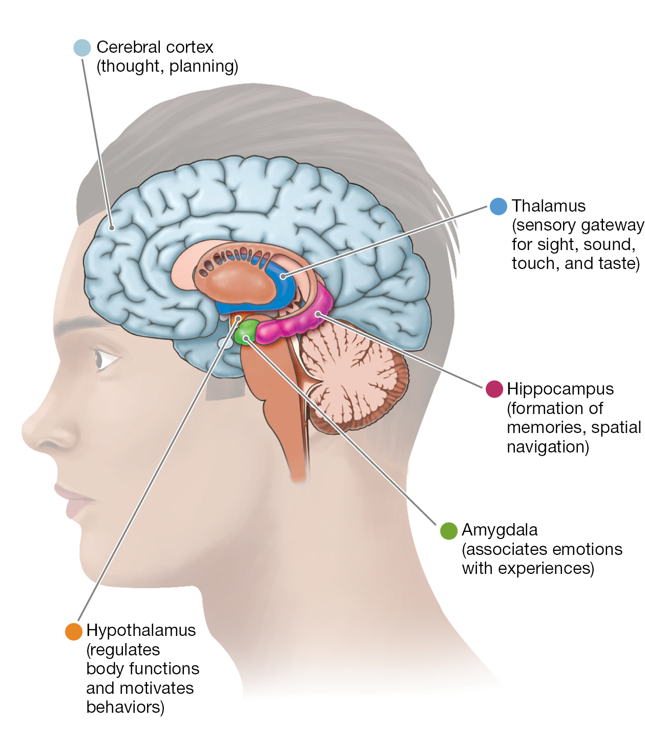 A diagram shows the forebrain regions.