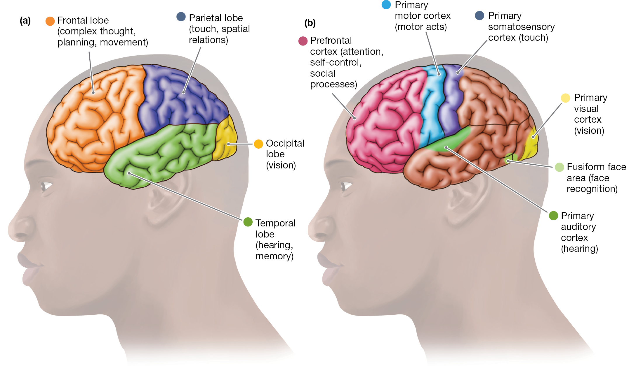 Two diagrams of the brain show lobes and cortices.