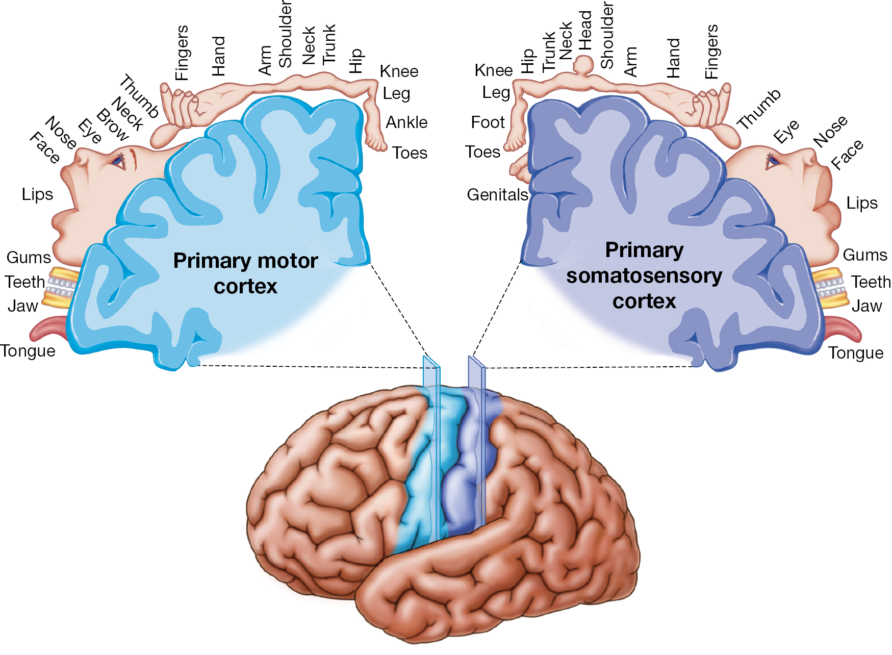 A diagram of the brain showing a coronal slice in between the primary motor cortex and the primary somatosensory cortex.