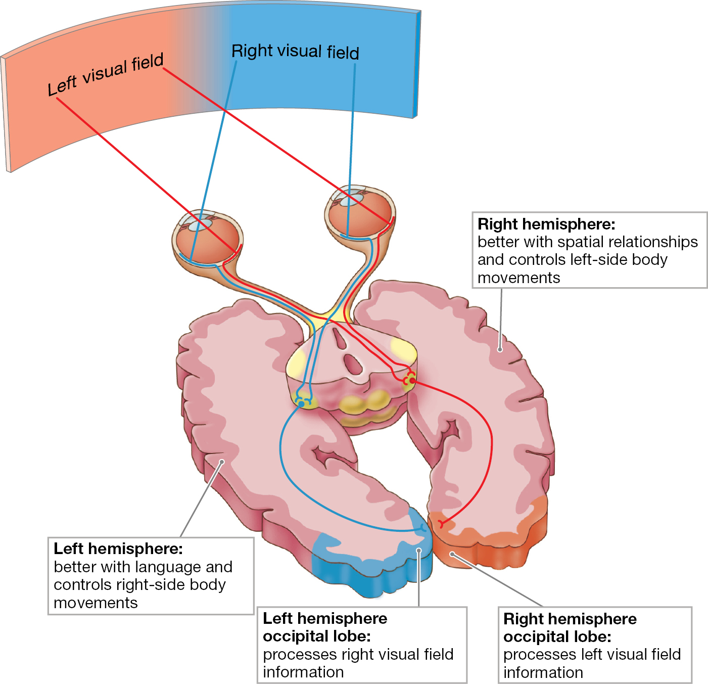 An illustration shows the working of the Brain’s Hemispheres.