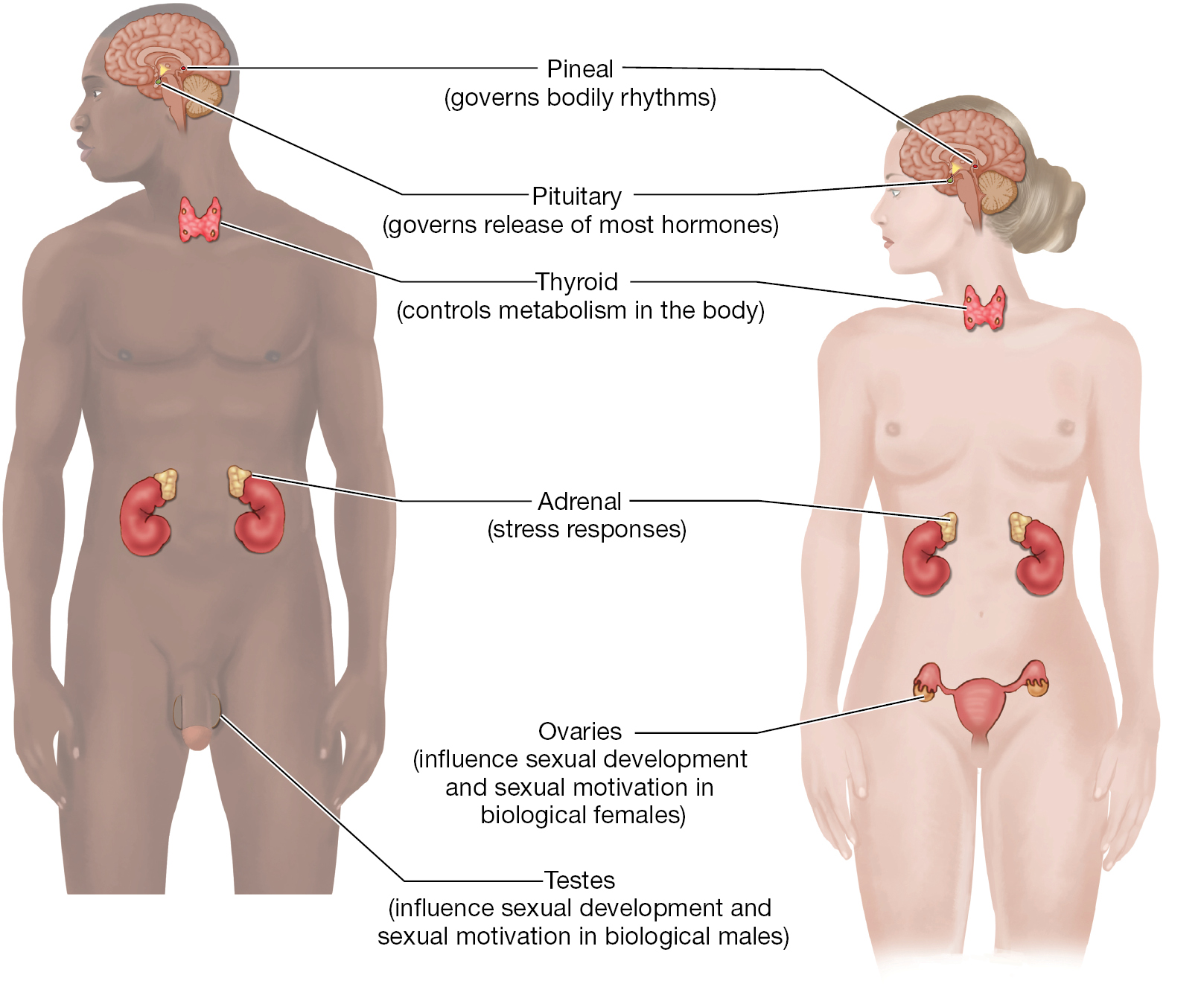 A diagram of a male and a female showing the major endocrine glands and stating their purpose in both a male and female.