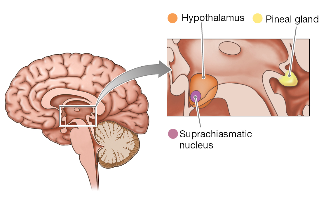 A schematic of the pineal gland.