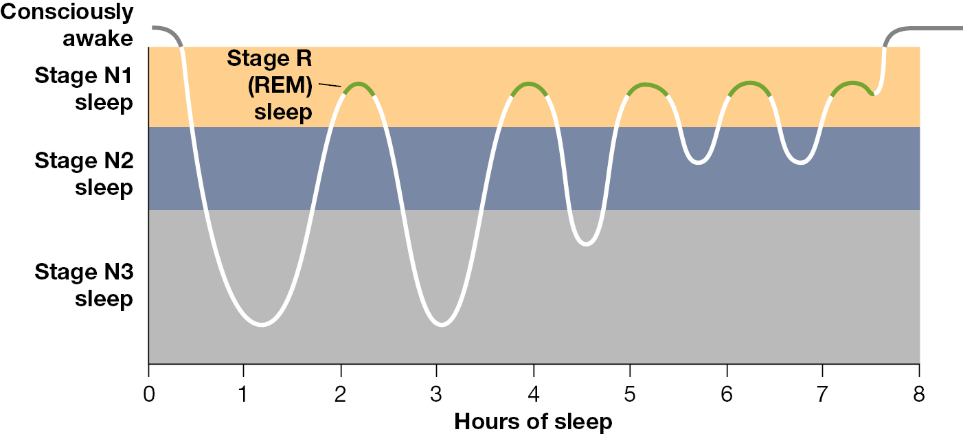 A line graph illustrates the various stages of sleep.