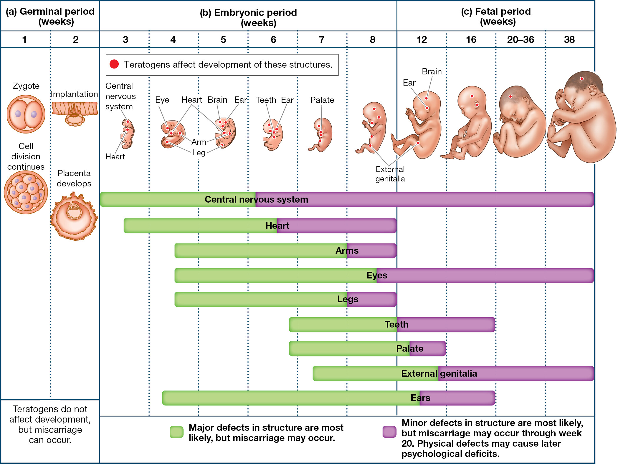An infographic and a chart depict the Physical Changes in the Three Prenatal Periods.