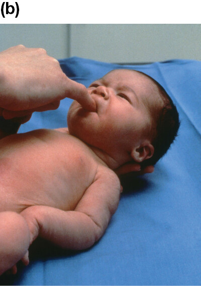 4.3 Infants and Children Change Physically