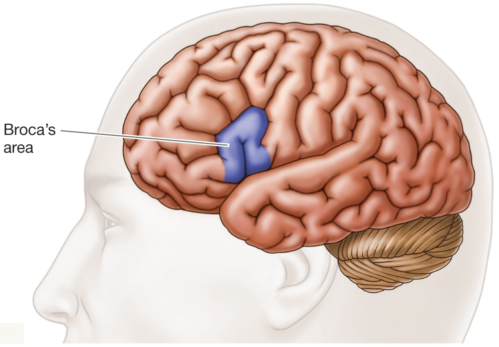 What Are the Basic Brain Structures and Their Functions? / 3.4 The ...