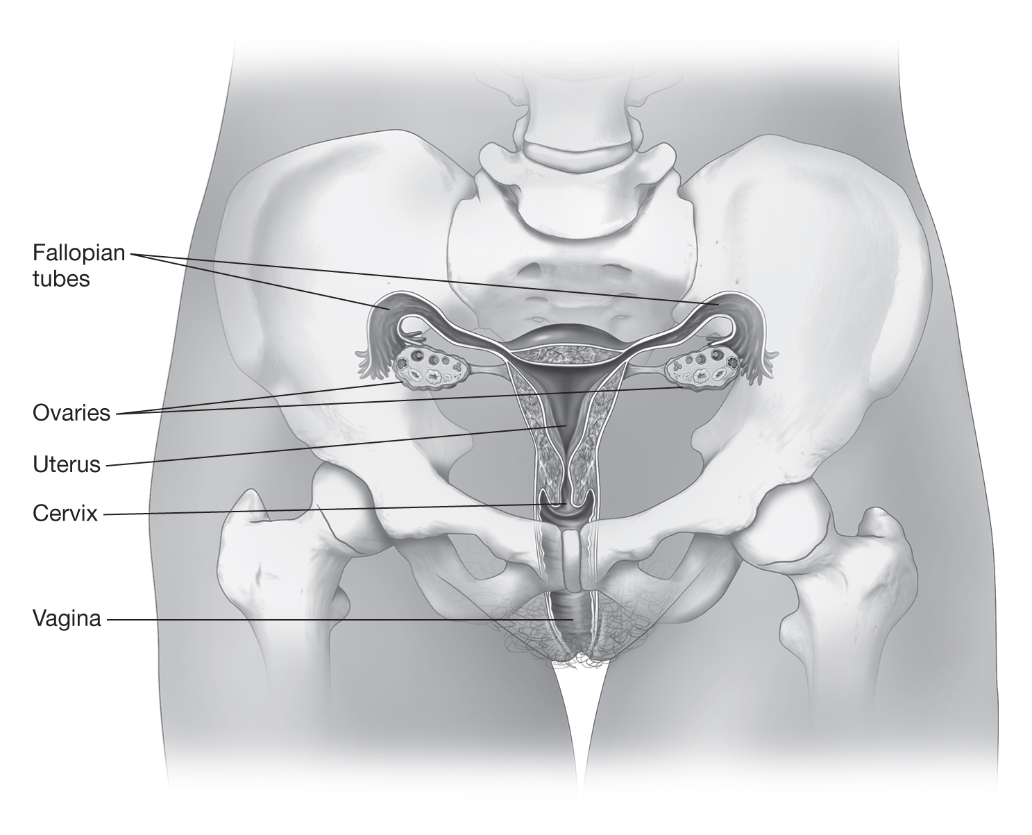 A diagram depicts the organs of the female reproductive system, with the following parts labeled: Fallopian tubes, ovaries, uterus, cervix, and vagina.