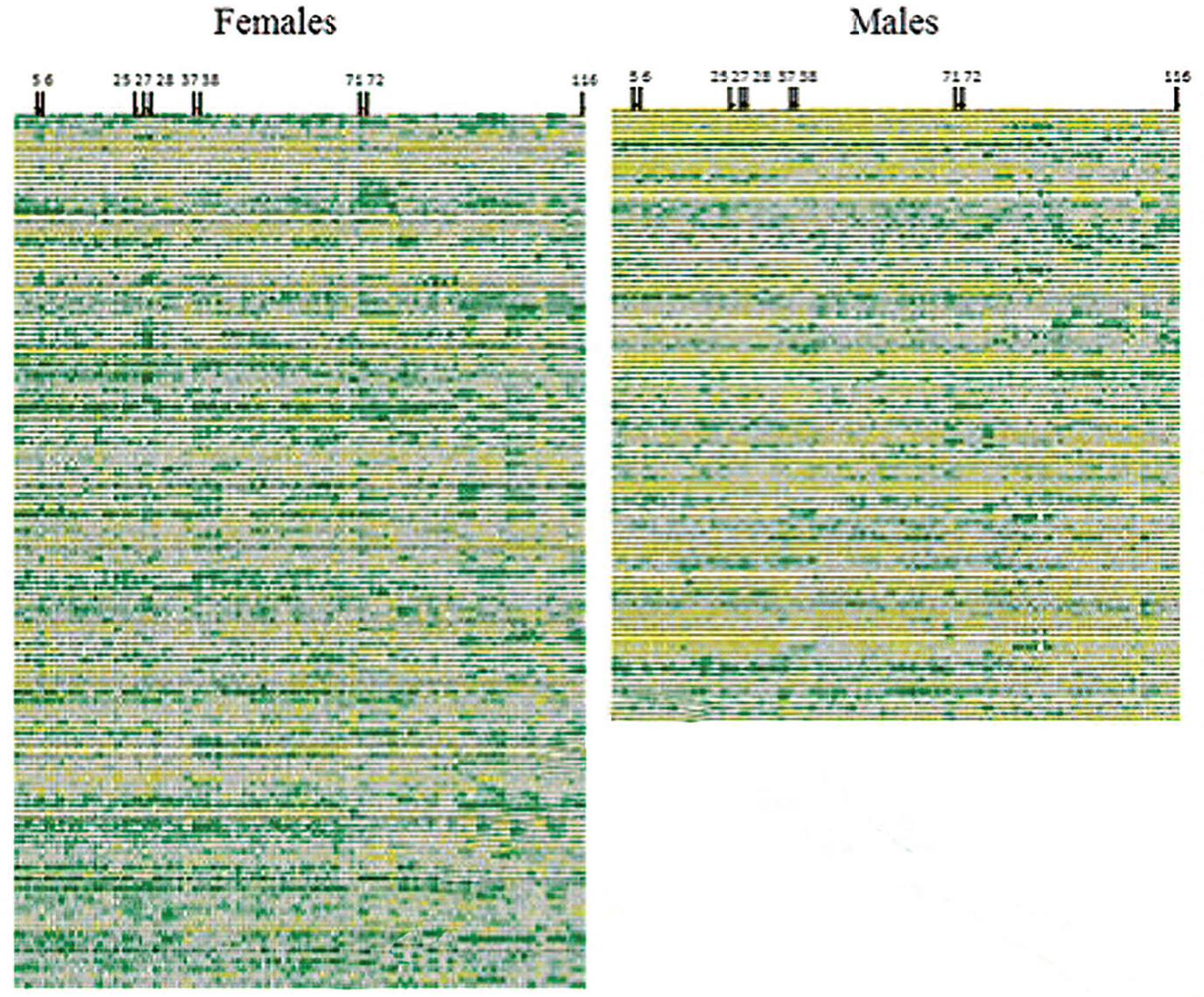 Two illustrations show the brain mosaics of females and males.