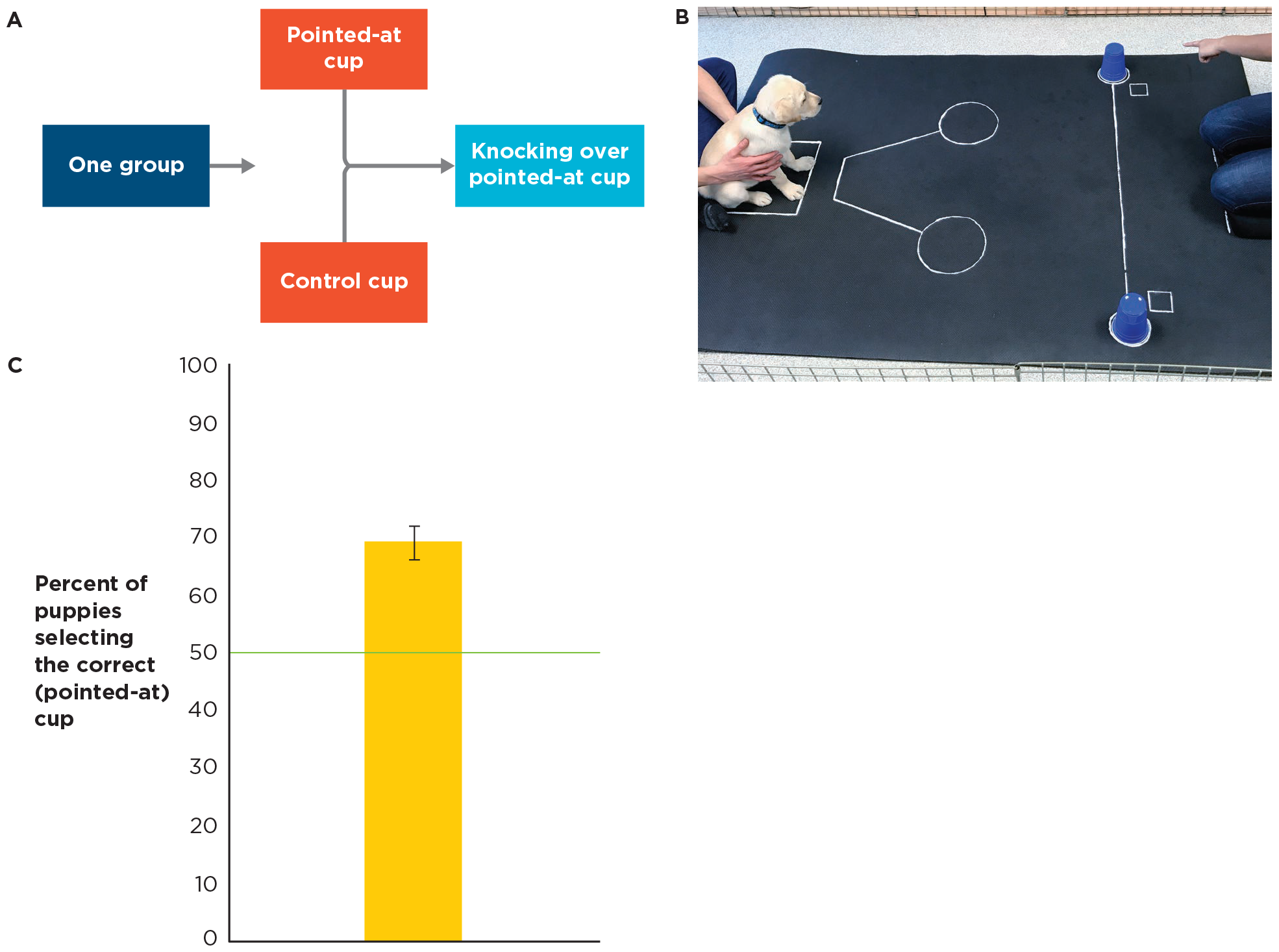 A three-part image about a concurrent-measures design for a puppy cognition study.