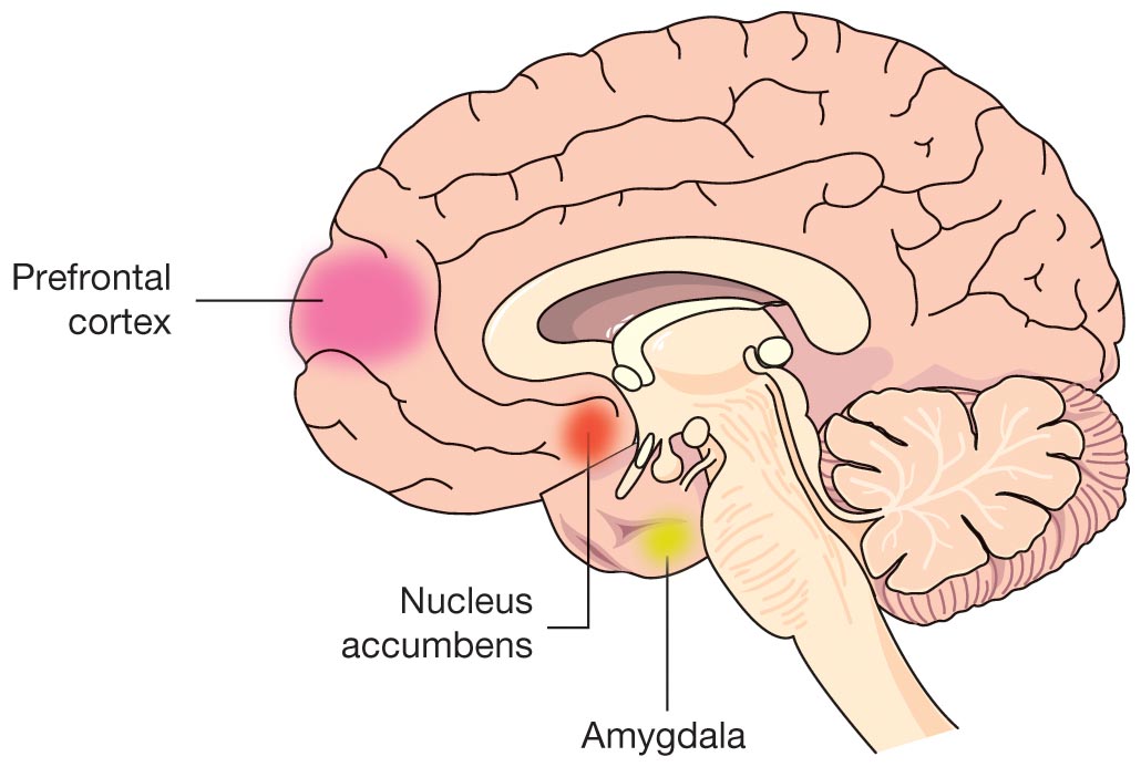 A sectional view of the human brain.