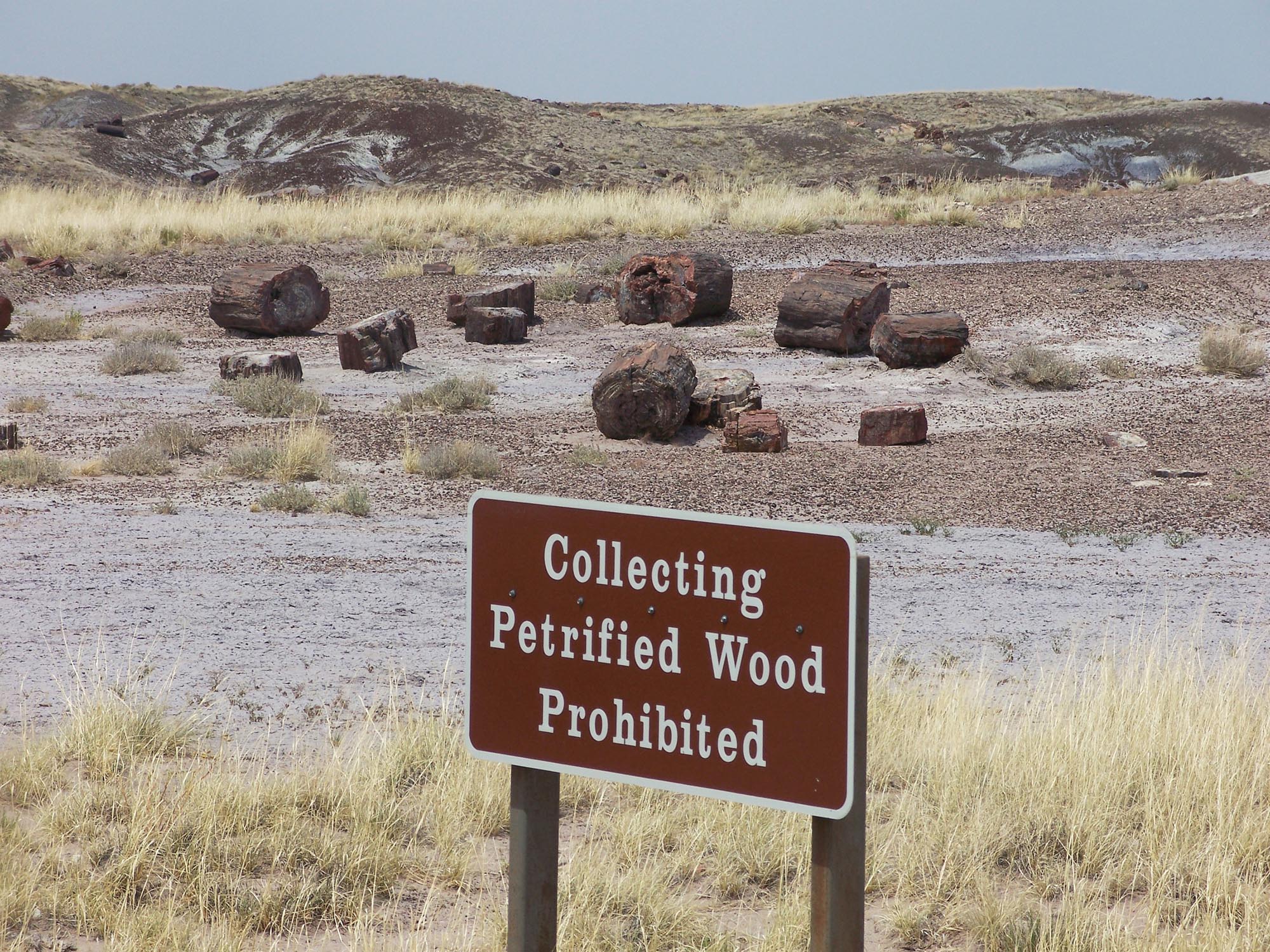 A photo of a deserted forest area where some pieces of tree trunks lie on the land and a signboard in the front reads, “Collecting Petrified Wood Prohibited.”