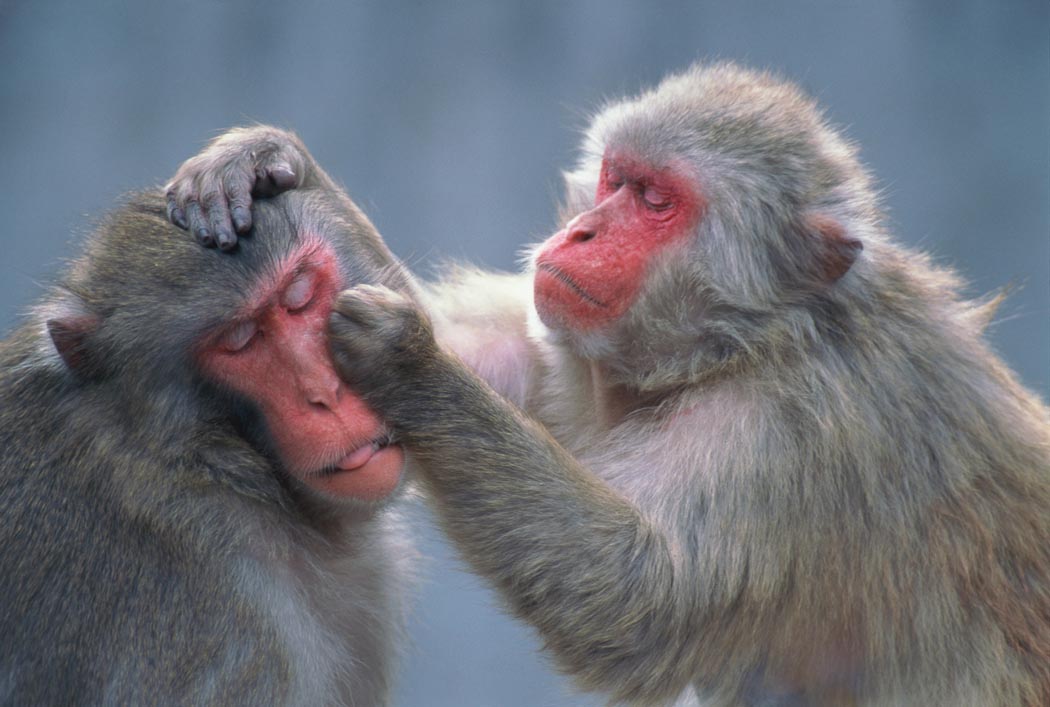 A photo of two macaques. One macaque holds the face of the other macaque with one hand and scratches with the other hand.