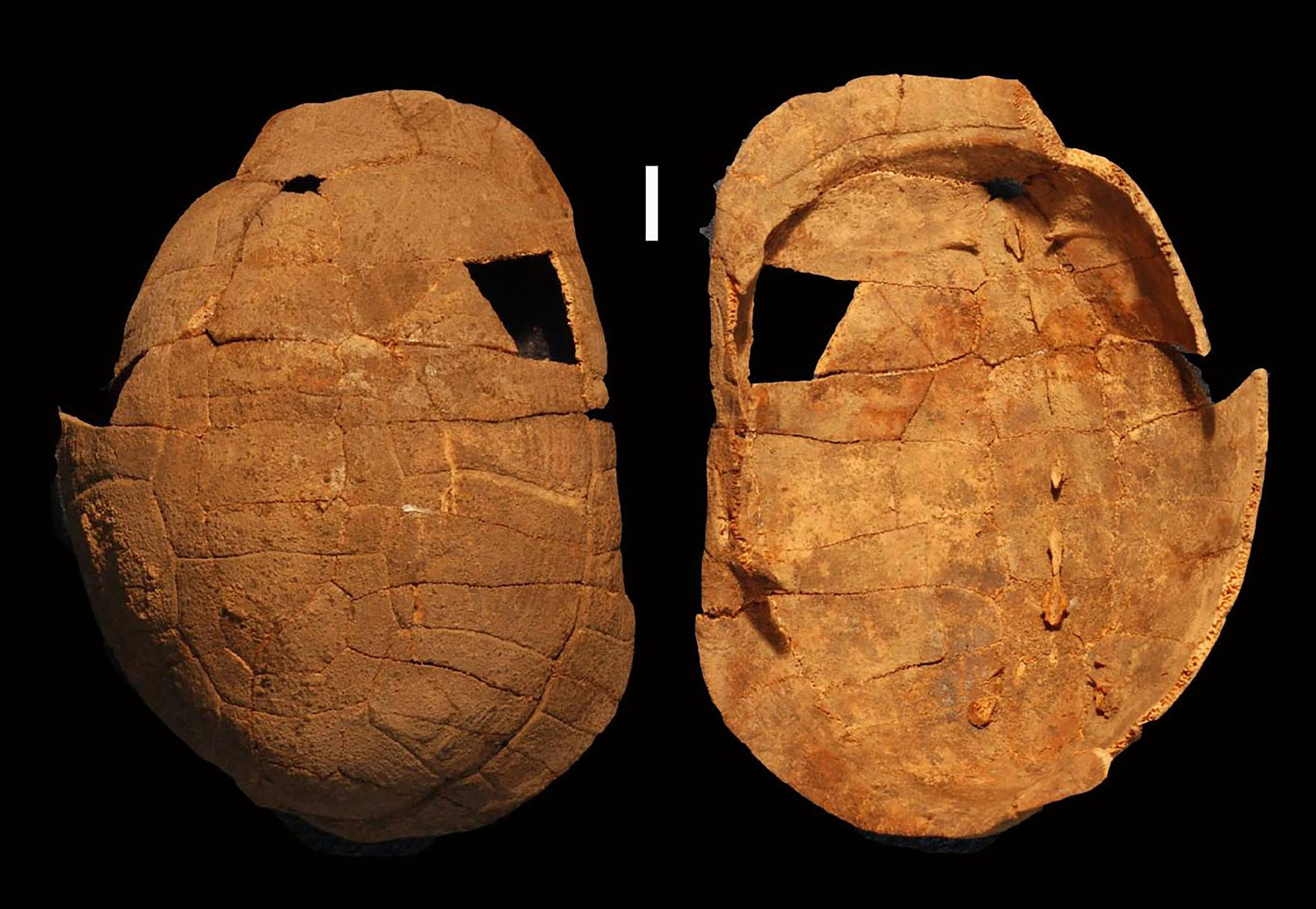 A photo shows the top and under side of a tortoise shell.