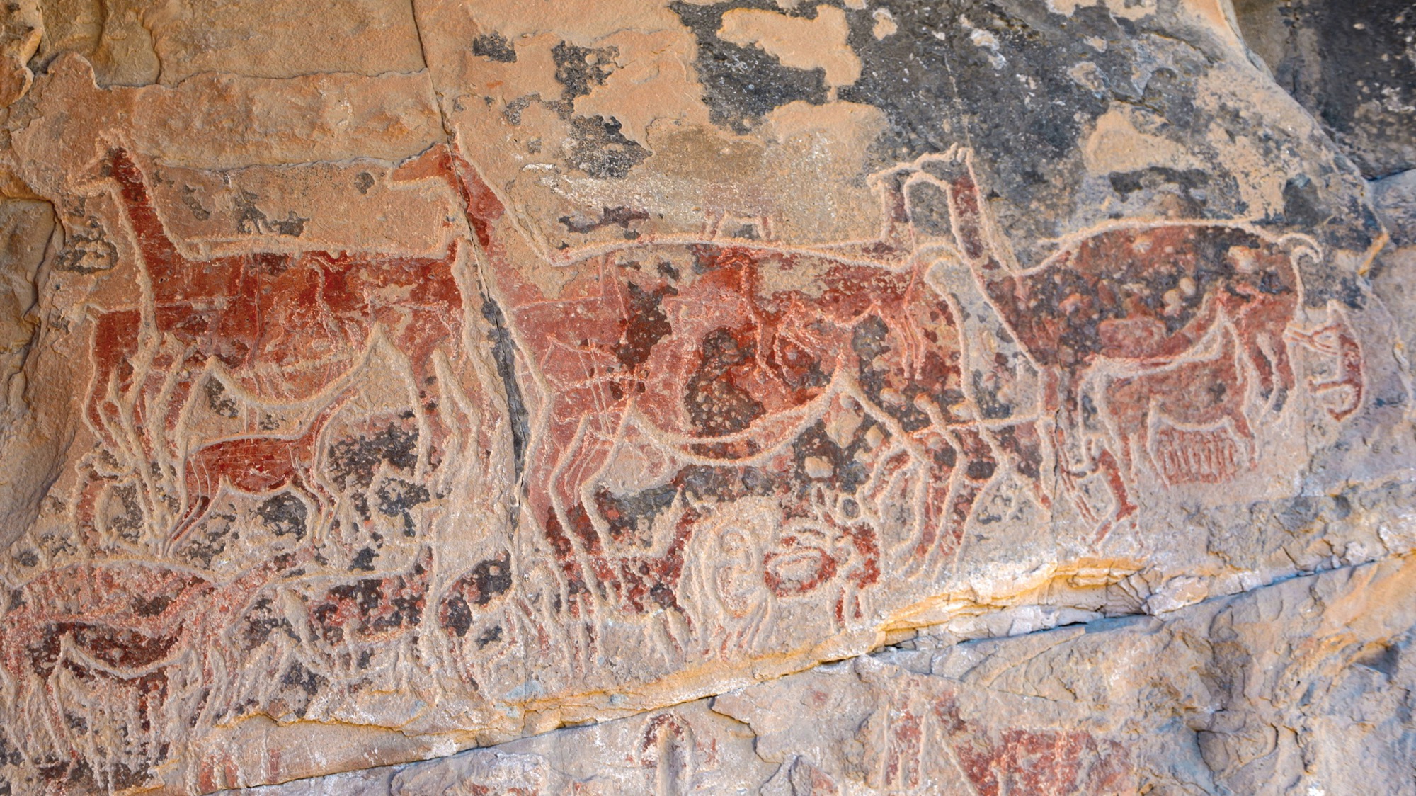 A cave painting shows a herd of llamas and their young.
