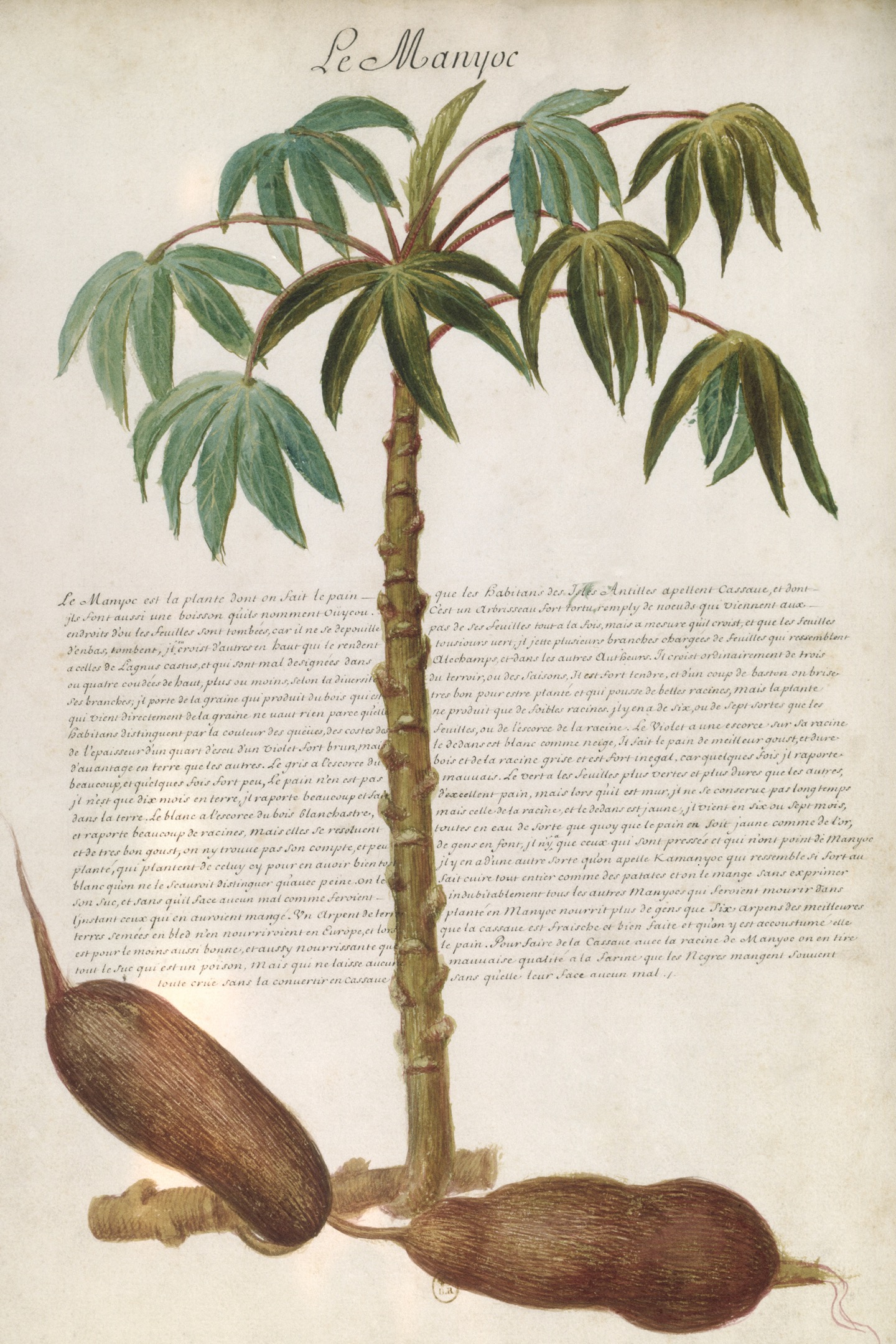 A page shows an illustration of a cassava plant with the root vegetable.