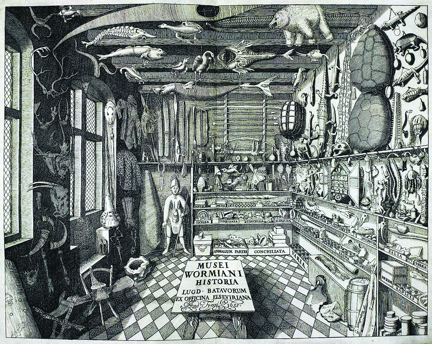An illustration depicts a collection of fossils and specimens inside a room.