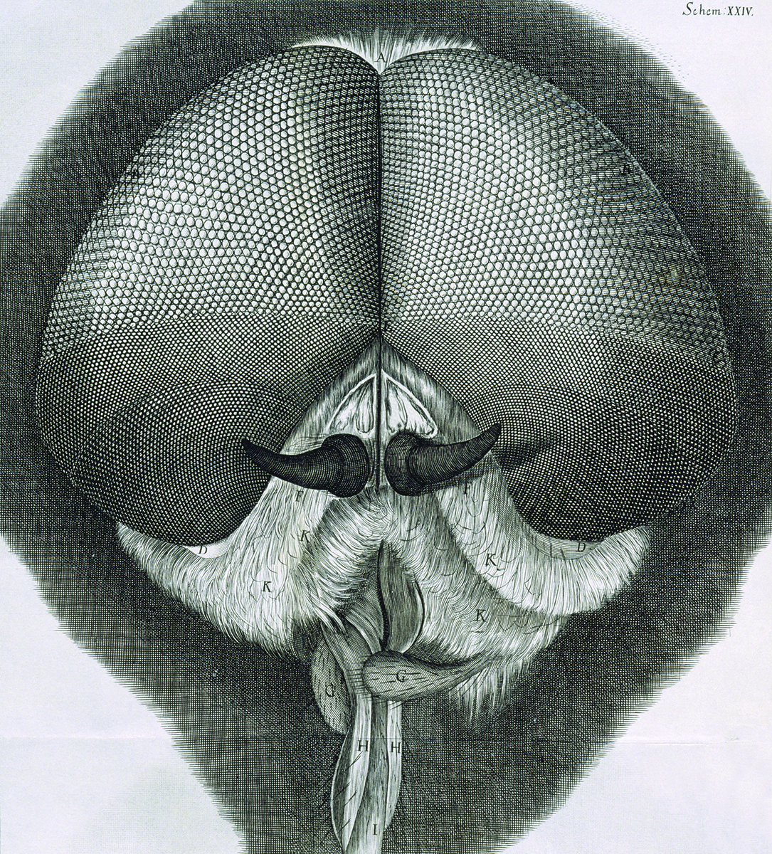 A close-up drawing of a fly’s head, showing compound lenses in the eye.