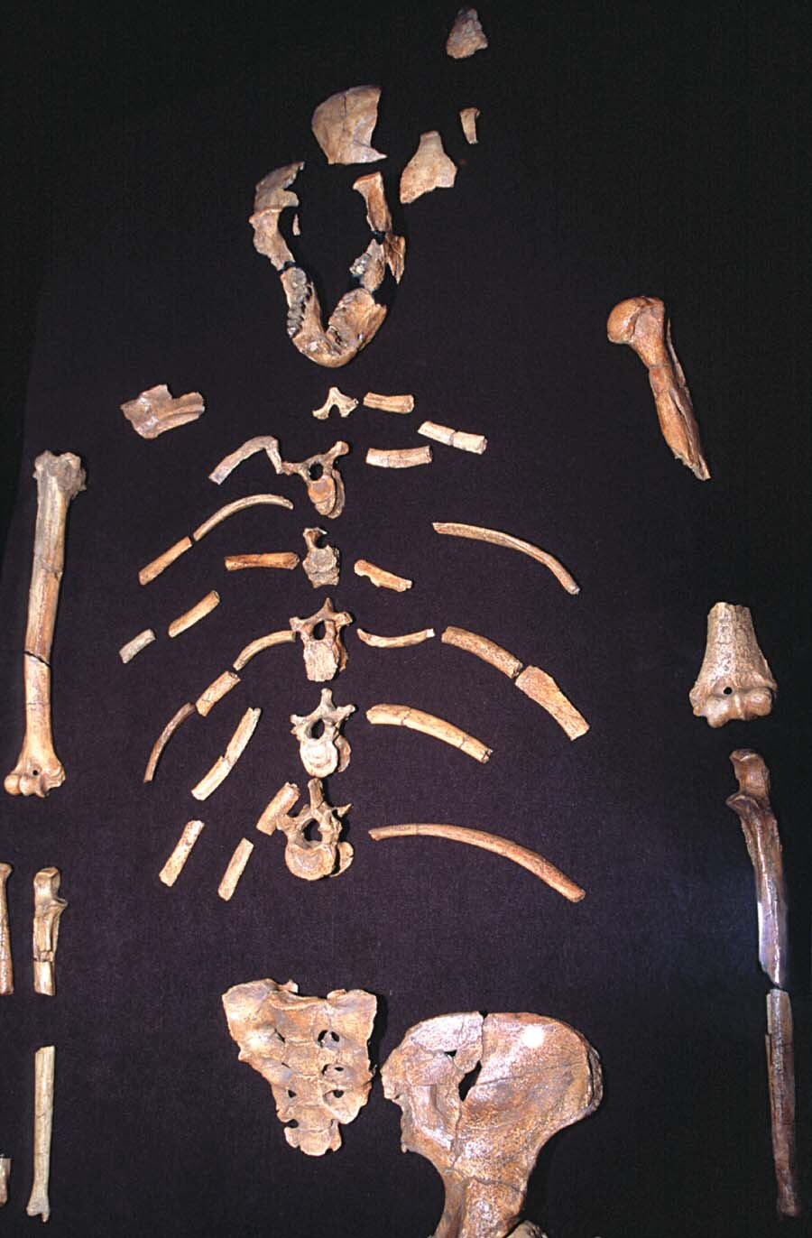 Fossil bones of Lucy lay out on a table.