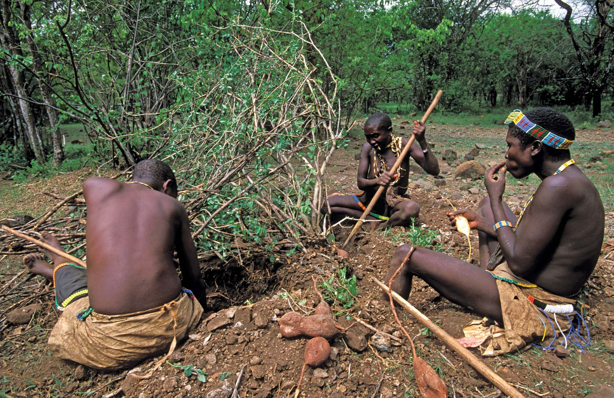 Three Hadzas sitting around a leafy bush and using pointed poles to dig up its edible roots, which resemble sweet potatoes.