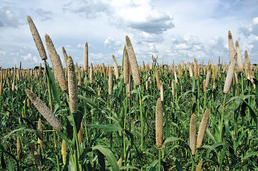 A photo shows a field of the type of grain known as millet.