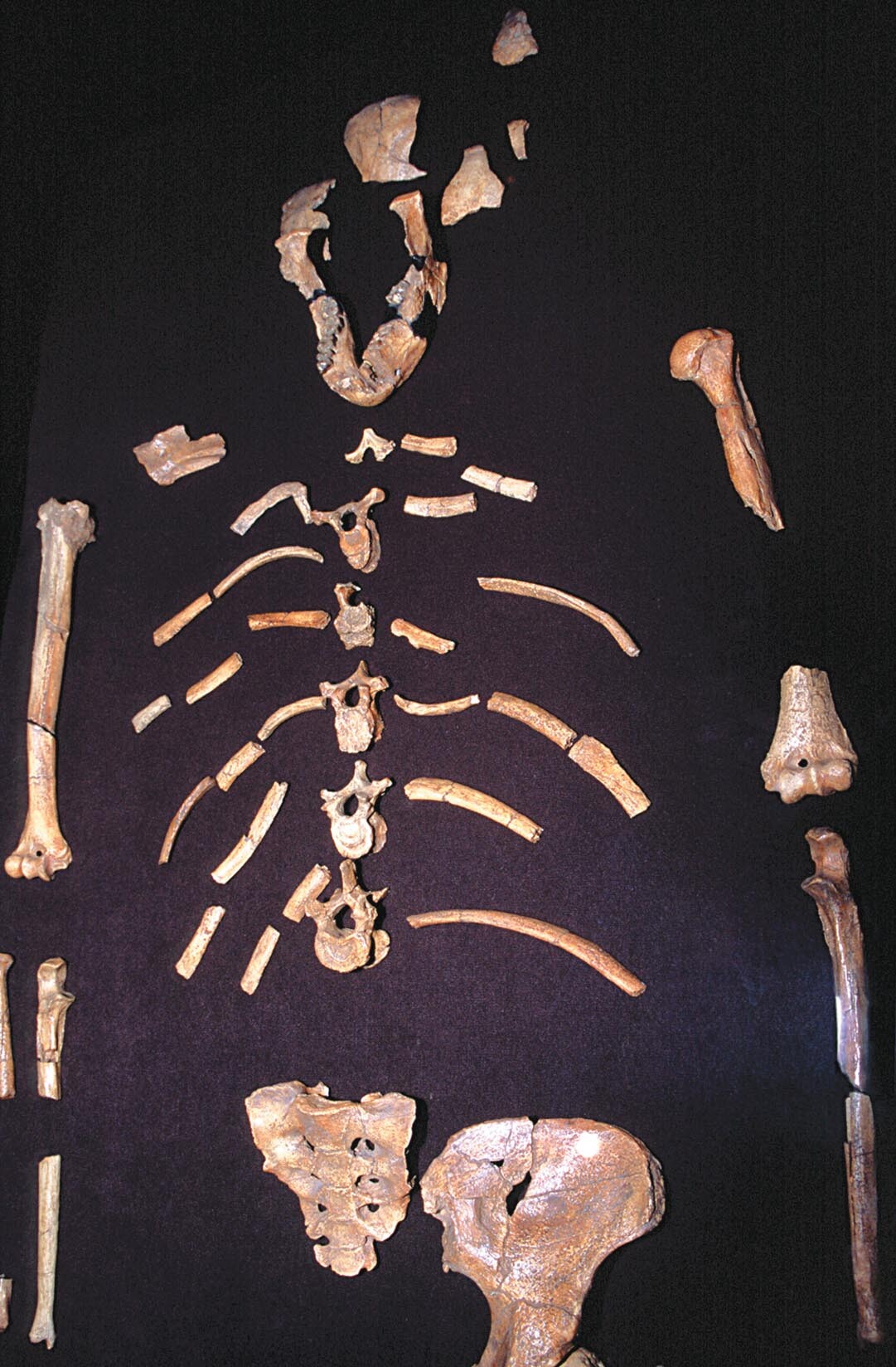 Fossil bones of Lucy lay out on a table.