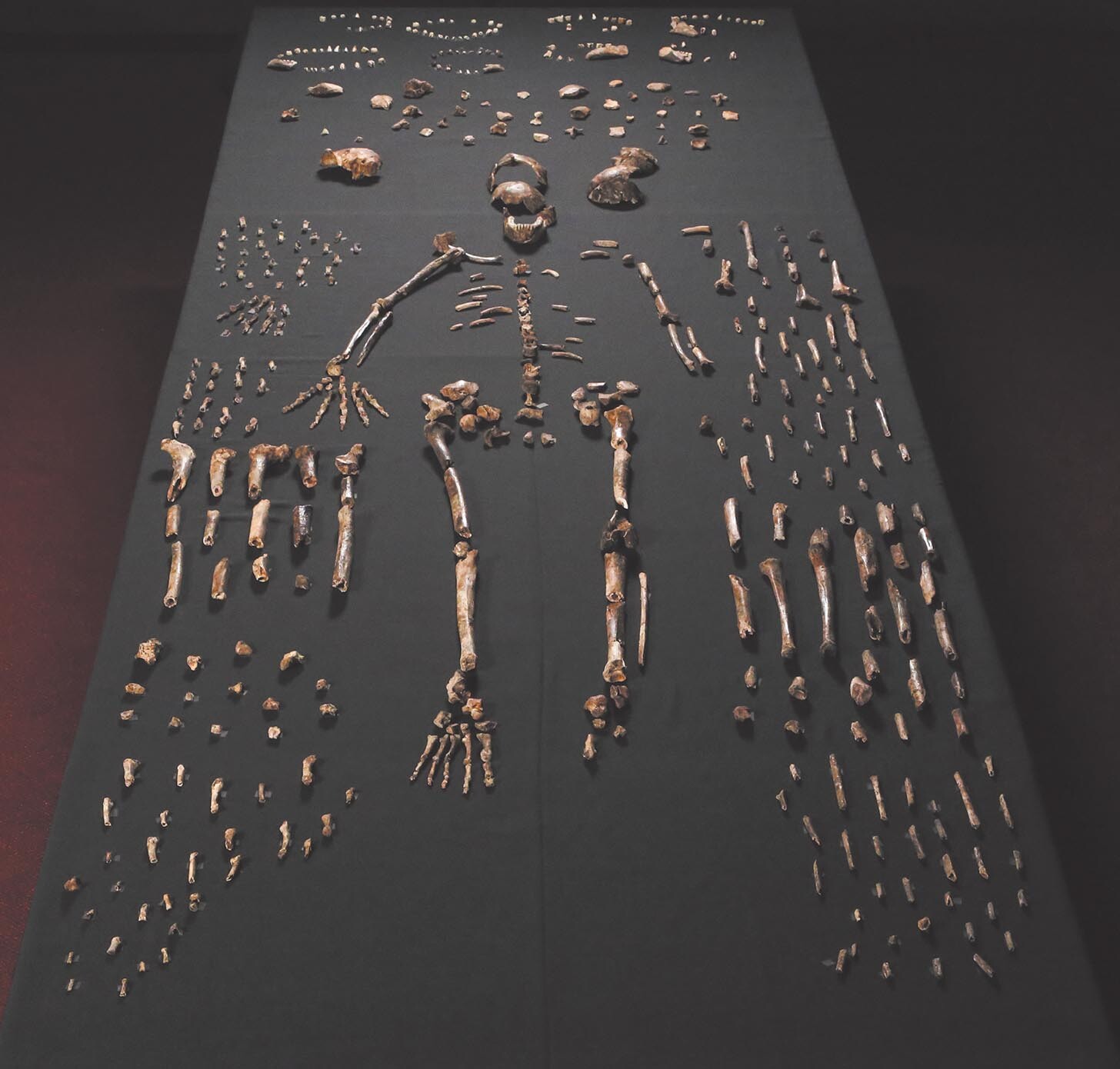 Fossil remains of Homo Naledi arranged in a skeletal structure on a table.