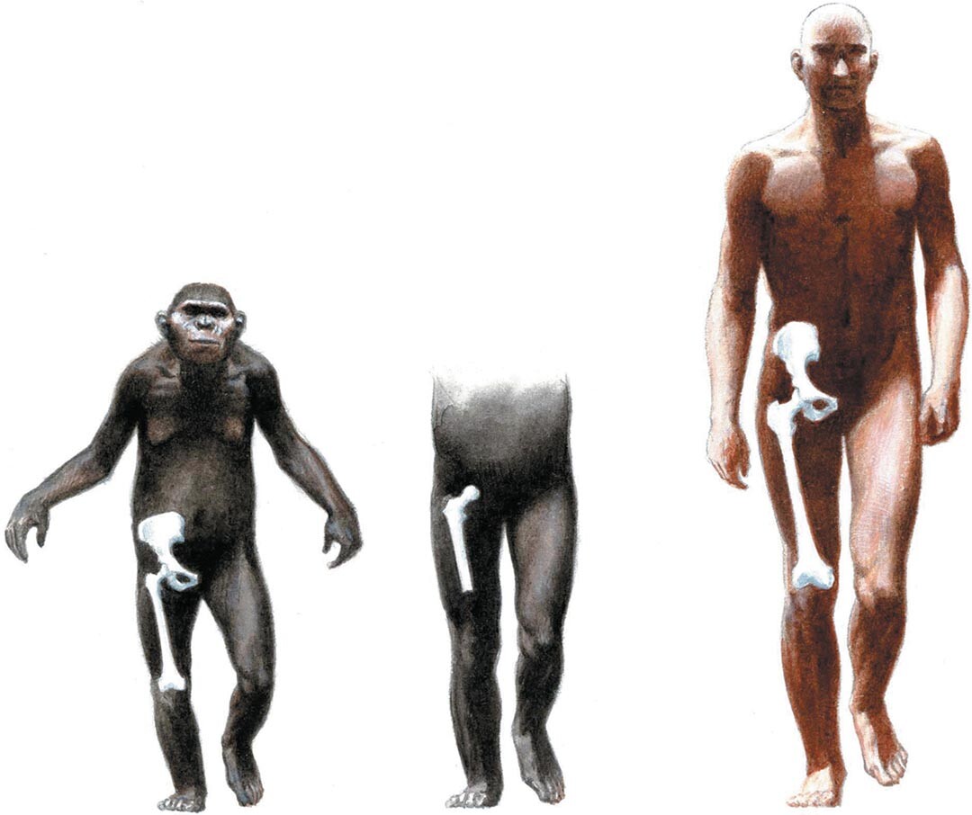 An illustration of the hipbone and femur of three different humanoid species.