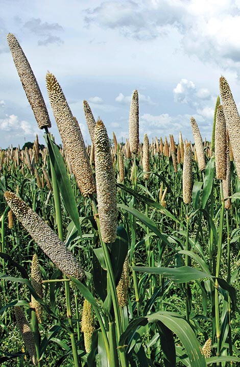 A photo shows a field of the type of grain known as millet.