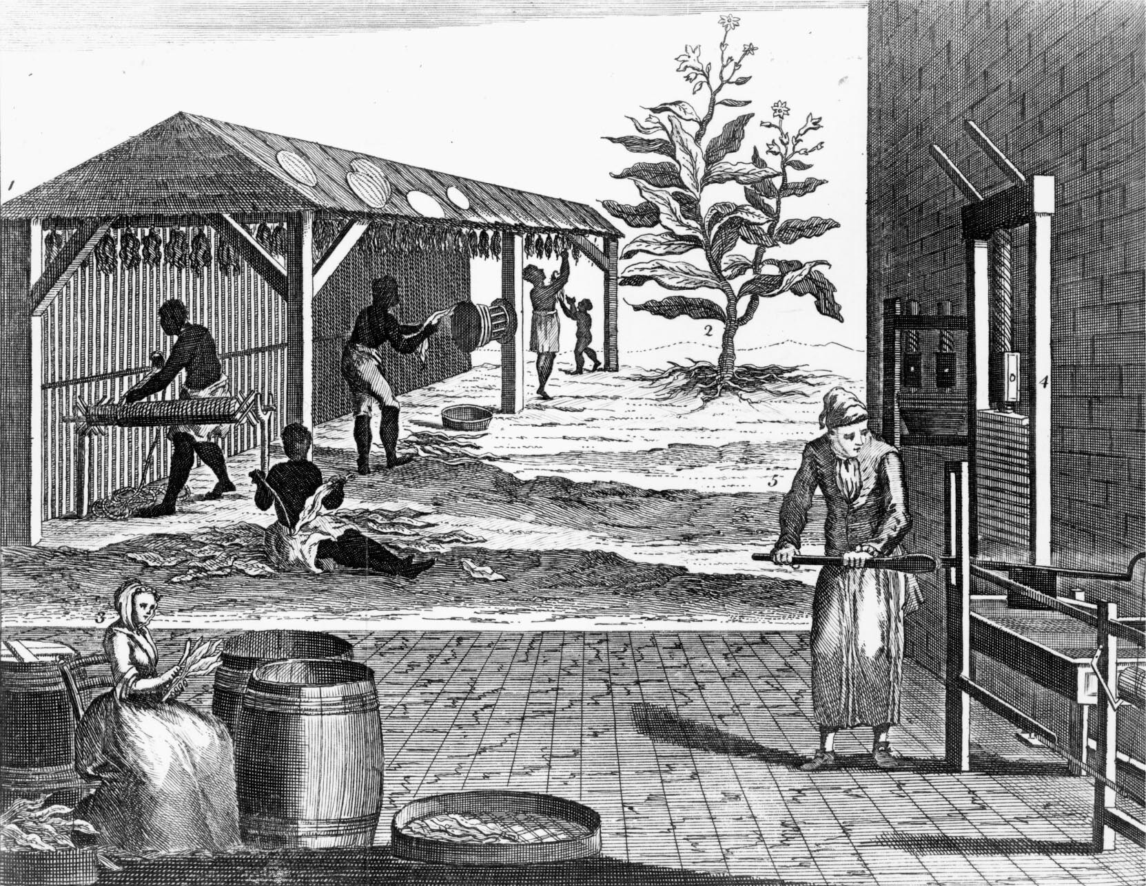 A drawing of tobacco processing on a plantation.